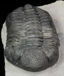 Large, Drotops Trilobite With Great Eyes #69753-6